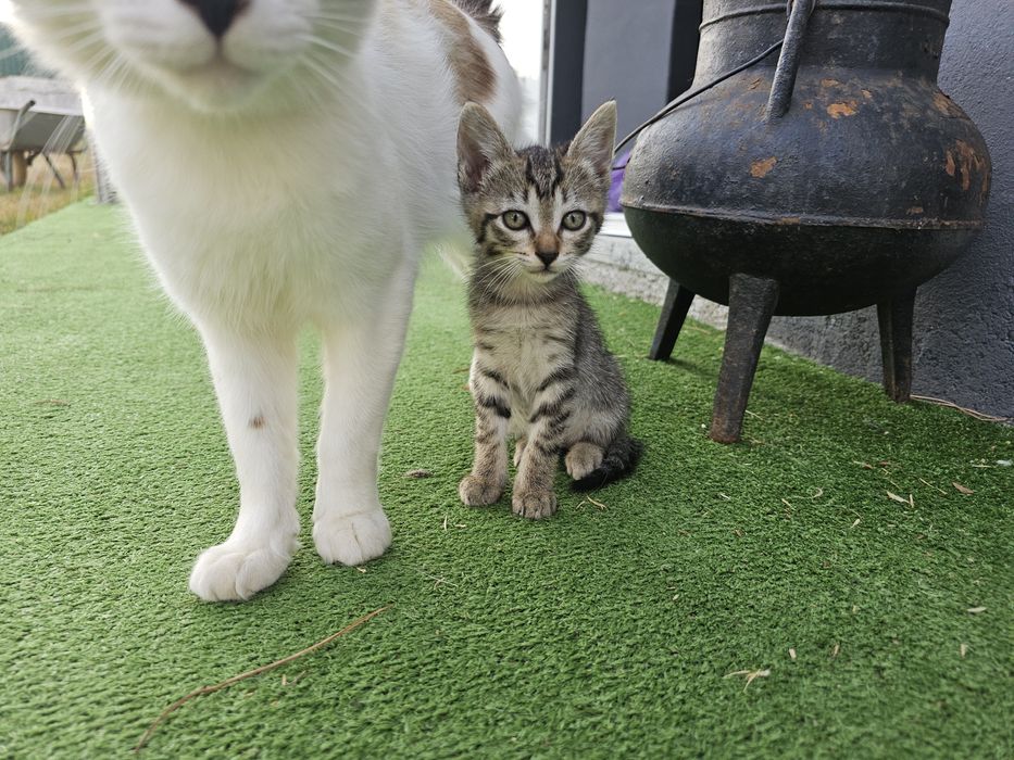 Dão- se Gatinhos