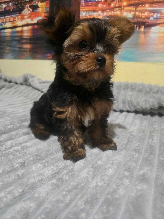 продам цуценят йоркширського  тер'єра