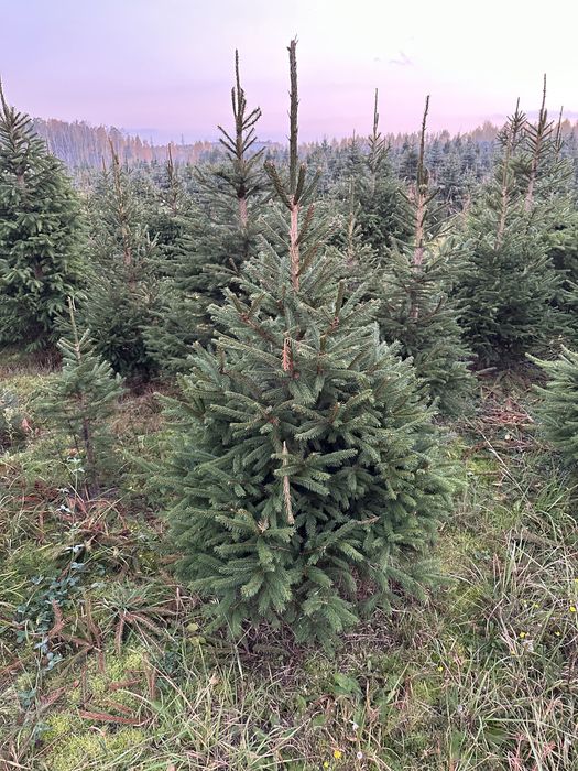 Sprzedaż hurtowa choinek, świerków