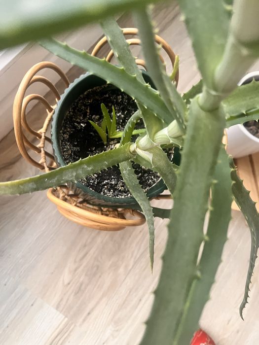 Aloes  drzewiasty kwiat