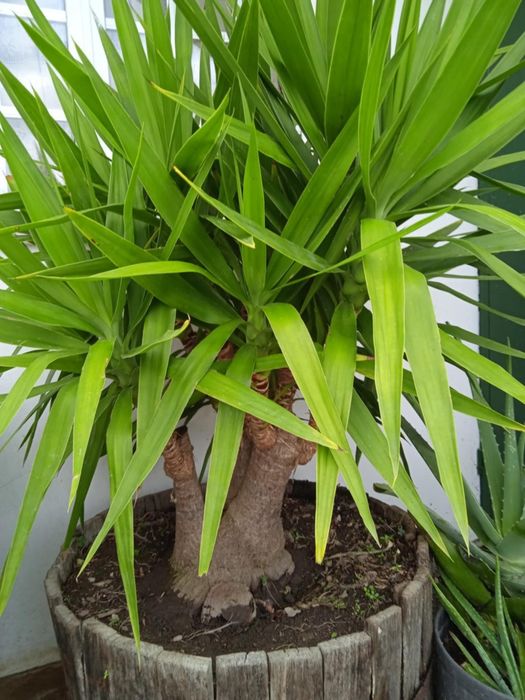 Vendo yuca grande, bonita para jardim