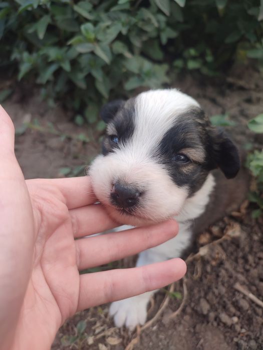 Відаємо цуценя  хлопчика