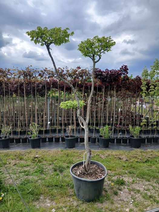 Bonsai  GRAB  sprzedam ŁEBNO