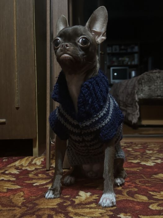 Вʼязаний одяг для чихуа чи інших маленьких собак