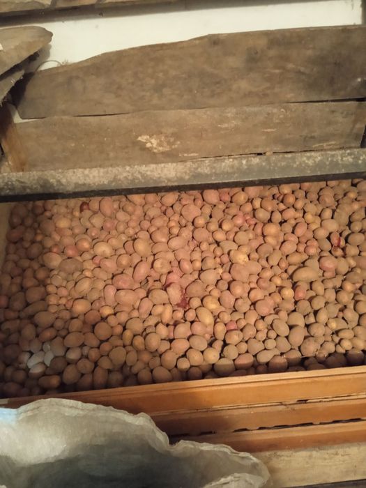 Картопля кормова Оліївка