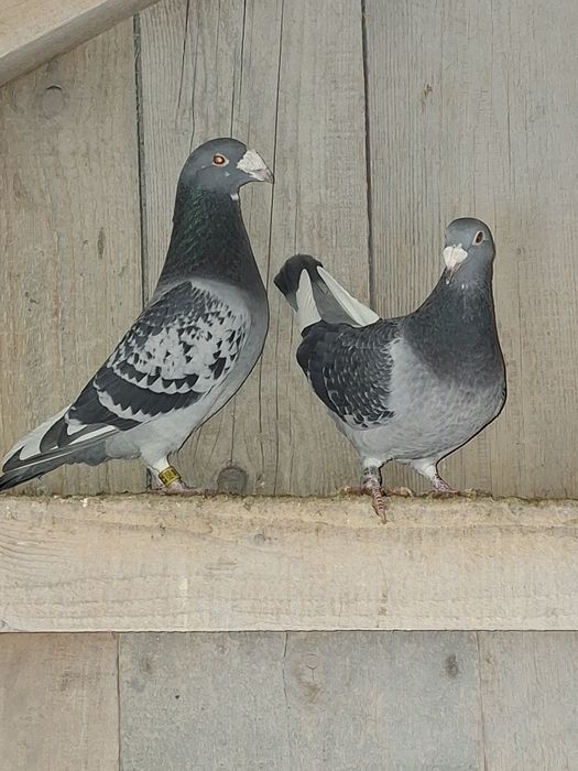 Gołębie staropolskie