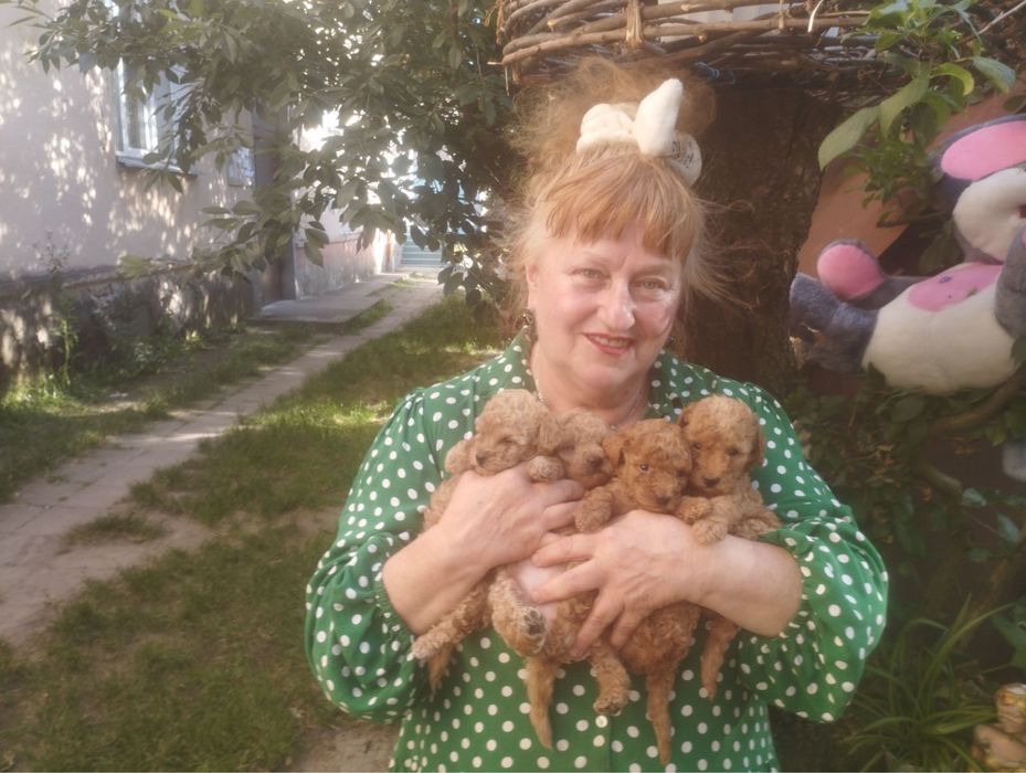Пуділь мальтіпу чистокровні