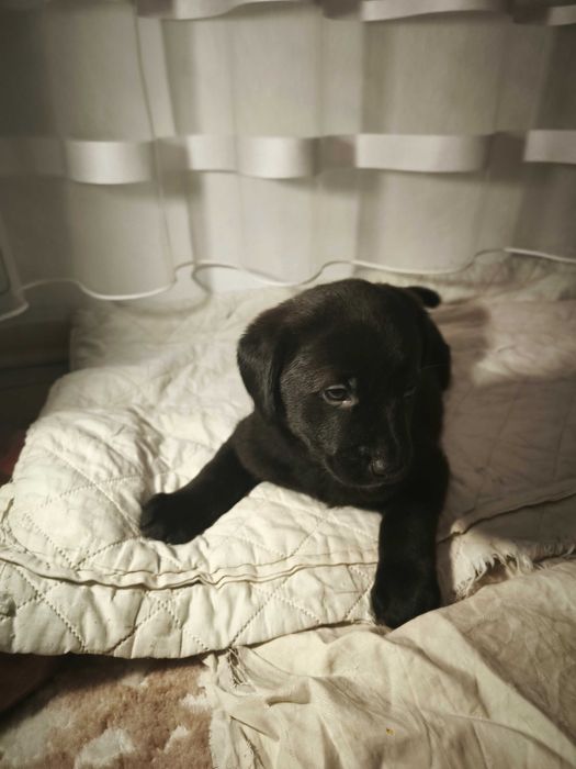 ТЕРМІНОВО ! Лабролайочка ! Гарна  цінова пропозиція !