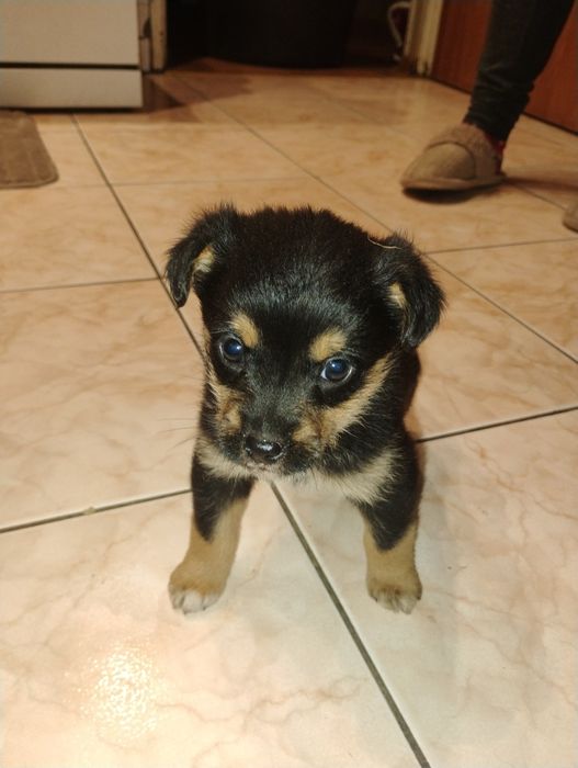 Oddam pieski w dobre ręce