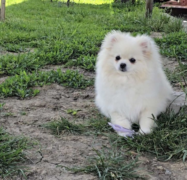 Чарівні дівчатка. Ціни різні.