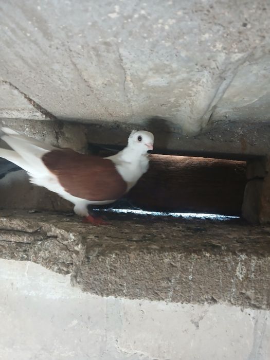 Sprzedam samice mewki