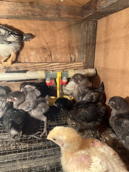 Курчата амераукана