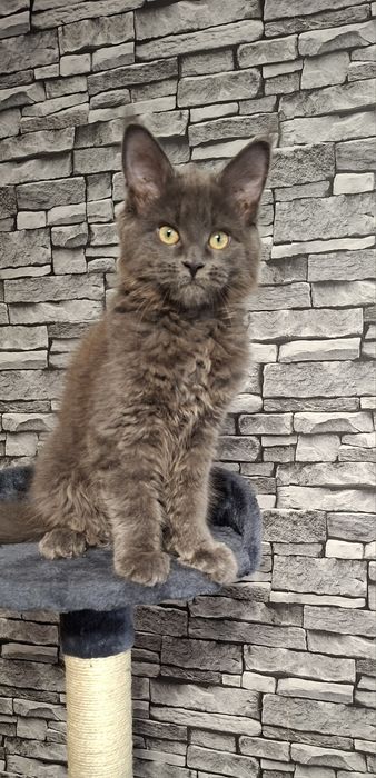 Kotka Maine Coon po Grand International Champion