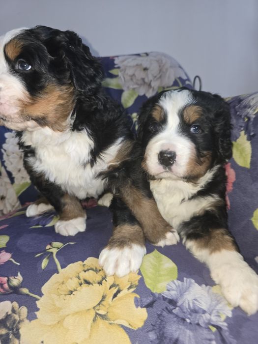 Berneński Pies Pasterki  (Urodzone 01.11.2025) dostępny piękny pies 
U