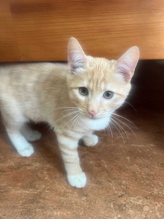 Котики в хорошие руки