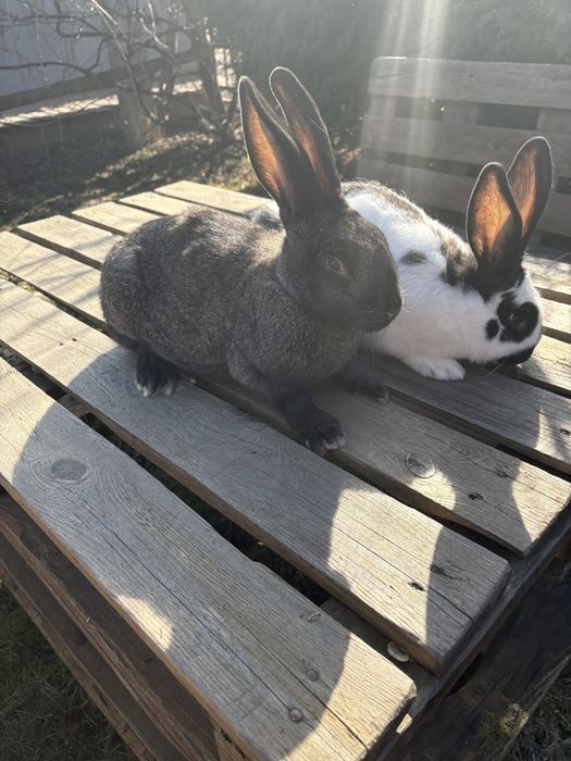 Продаються молоді самички та самчики