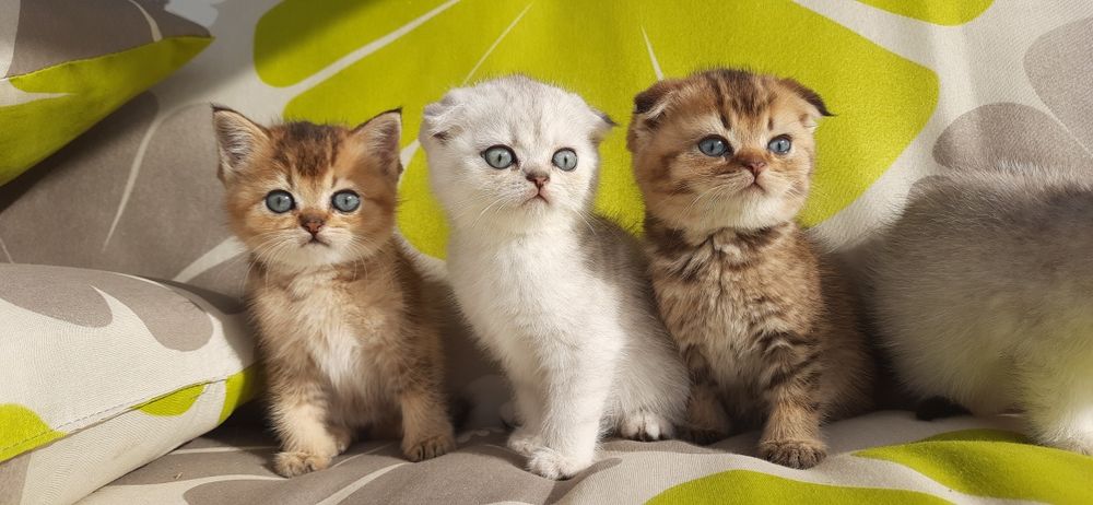 Супер вислоухие и прямоухие шотландские котята золотые и серебристые ш