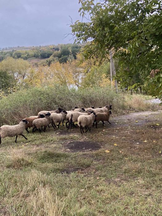 Вівці Романівської породи