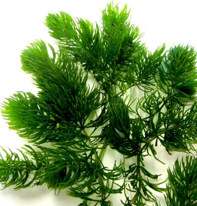 Ceratophyllum demersum - usuwa amoniak, azot, fosfor.