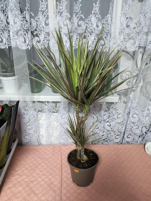 Продаж орхідей та зеленого