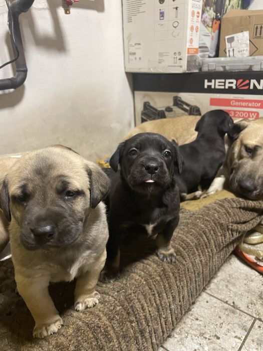 Віддам в добрі руки цуценят