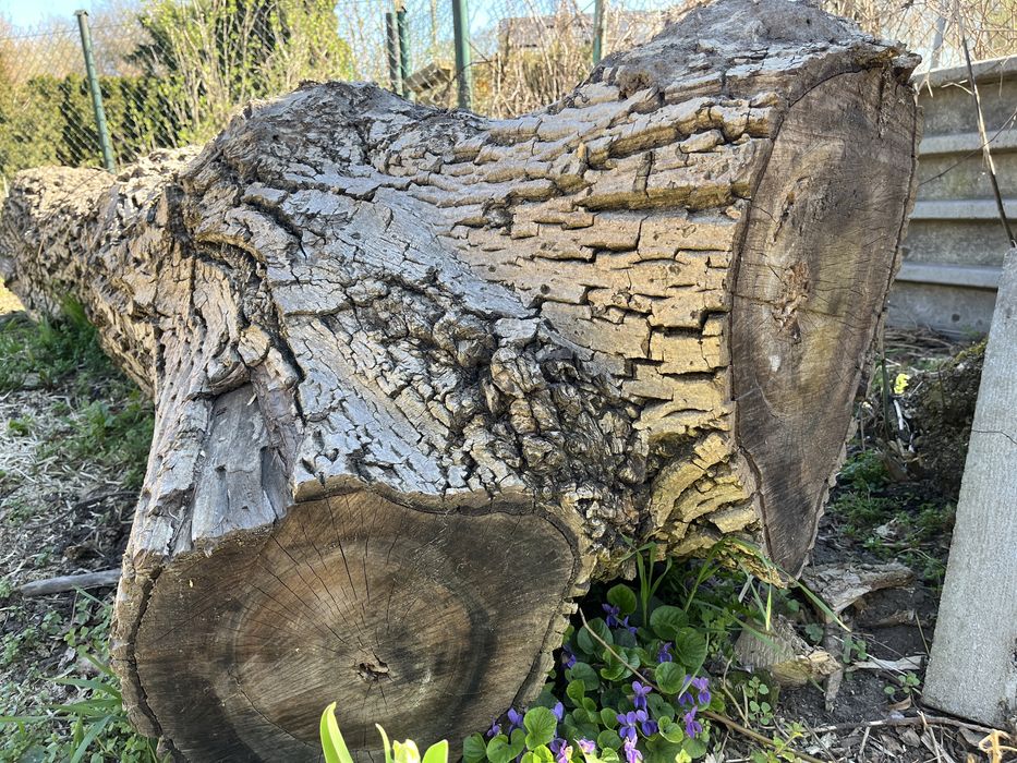 Kłoda orzecha włoskiego