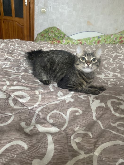 Самая классная мейн - кун