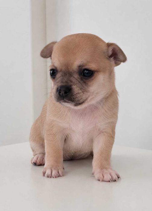 Chihuahua macho, mini