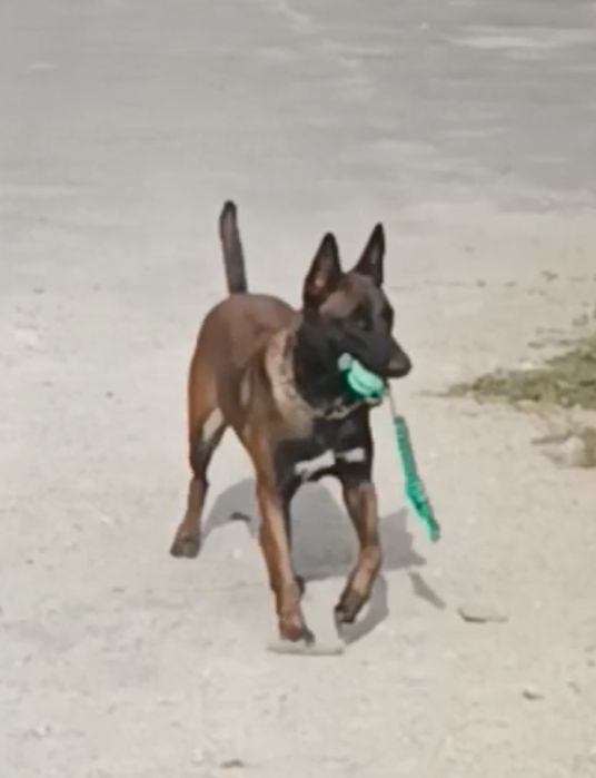 Малинуа Найкращі цуценя бельгійскої вівчарки