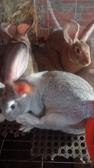 Coelhos Caseiros