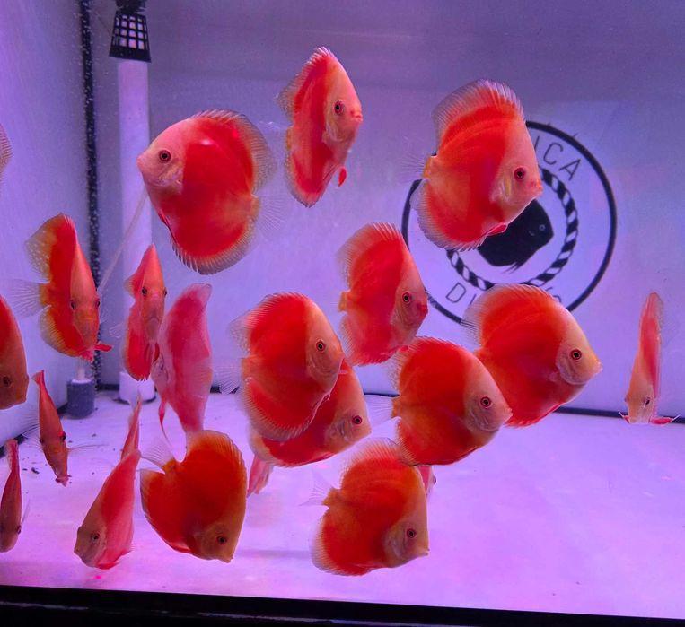 Red Monk Paletki Dyskowce