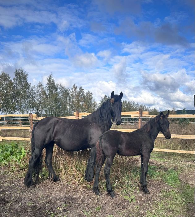 Sprzedam zrebaka, klacz fryzyjska