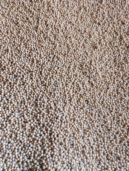 Groch  , groszek, peluszka, poplon, przedplon