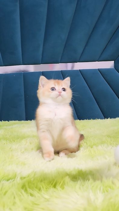 Шотландський хлопчик золота шиншила ny12