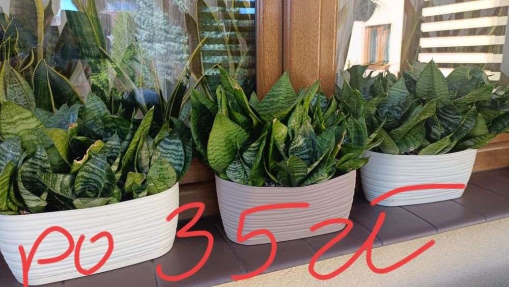 Sansewiera - kwiat doniczkowy