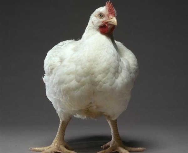 Sprzedaz brojlerow 14 luty godz 8-9