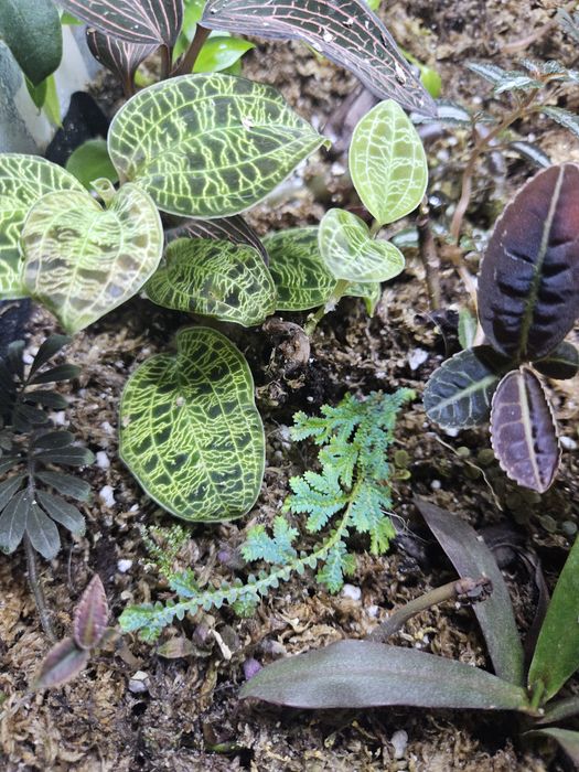 Selaginella uncinata