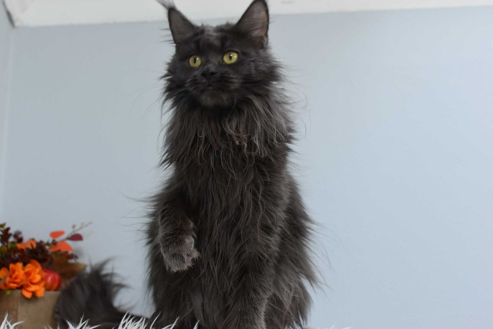 Do Adopcji Kotka Maine Coon /Rodowód FPL