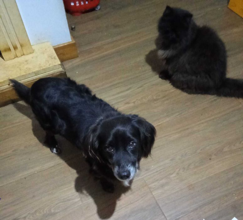 Snoppy para Adoção Responsável