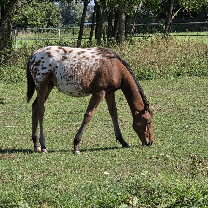 Klaczka malopolska odsadek