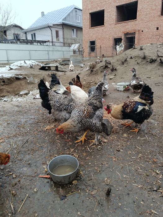 Продаю молодих когутів