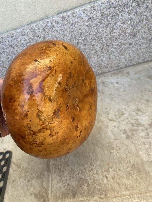 Cabaça decorativa envernizada