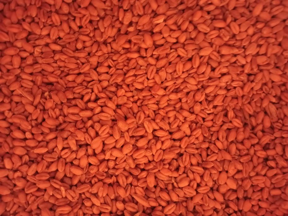 Pszenica jara Goplana