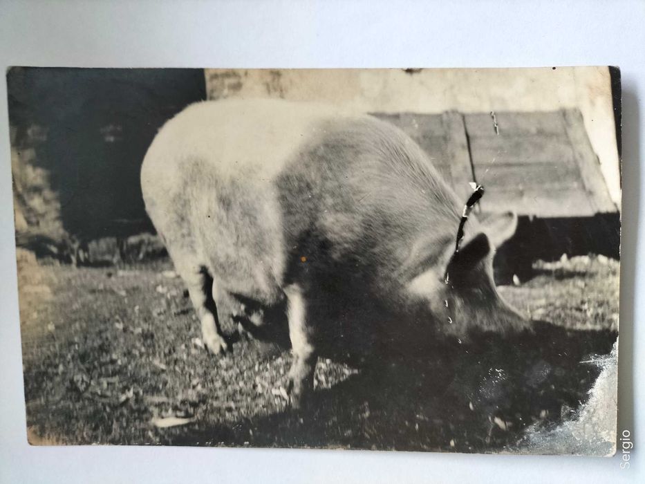 Cartão postal  (porco)  Лот 174