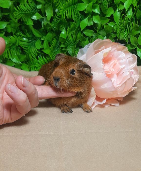 Морская свинка,морська свинка,морские свинки,морські свинки,агути