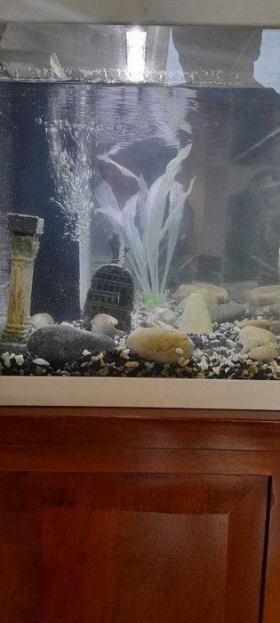 Aquário de peixes agua