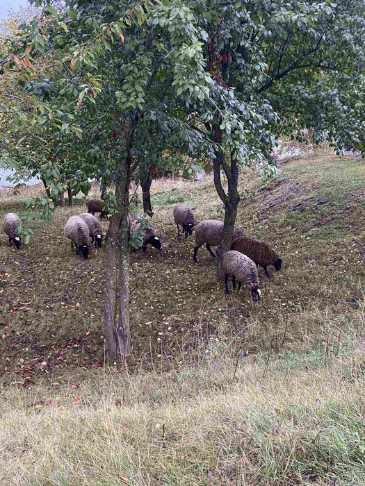 Вівці Романівської породи