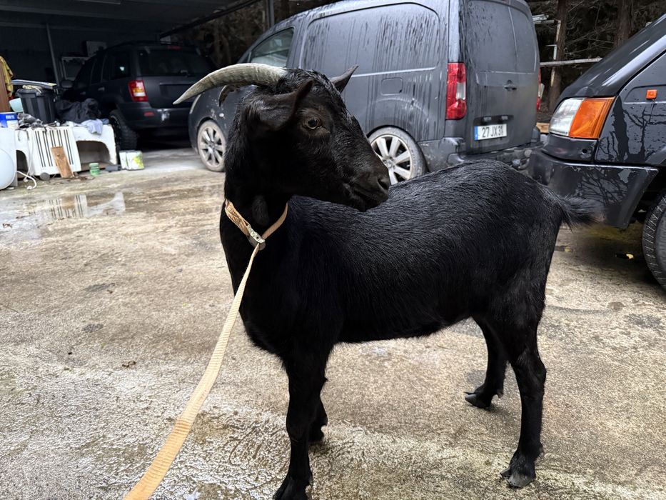 Cabras  Alfarvias e Murcianas