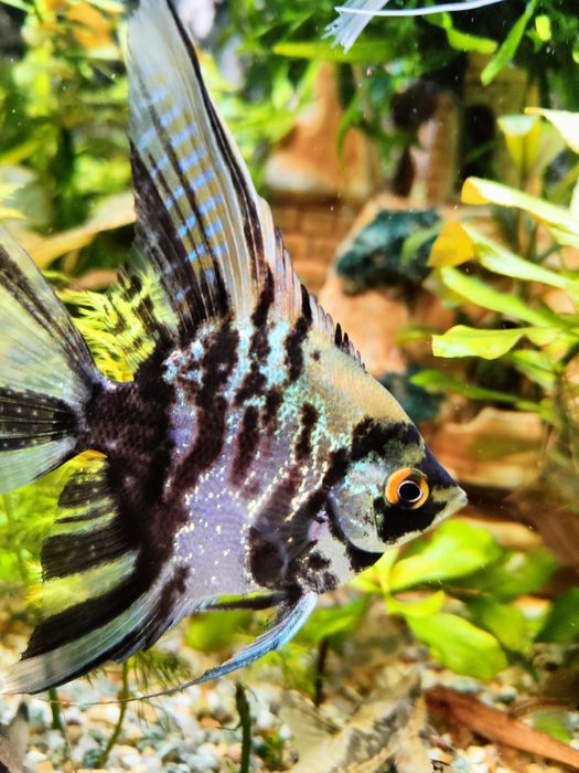 Продам  скалярии