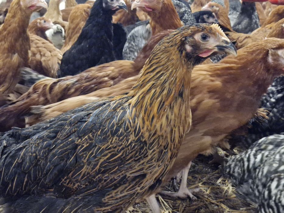 Kury, Kurczeta odchowane-Baranów Sandomierski